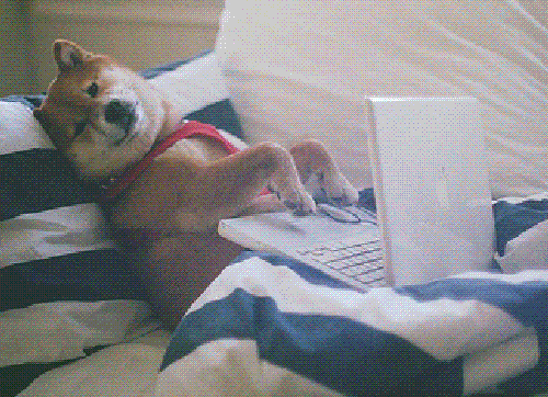 A shiba inu dog typing… OR you after leveling up your command productivity with these tools